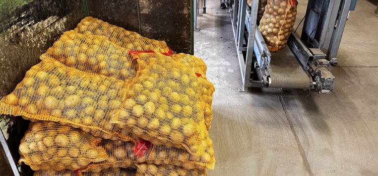 Frische Speisekartoffeln Frische Speisekartoffeln